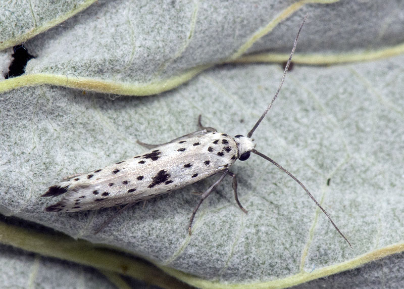 Yponomeutidae: Yponomeuta plumbella